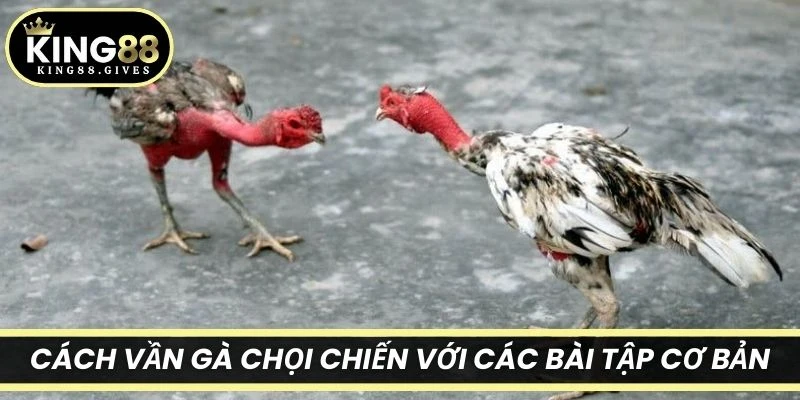 Cách vần gà chọi chiến với các bài tập cơ bản
