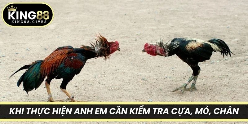 Khi thực hiện anh em cần kiểm tra cựa, mỏ, chân trước khi luyện tập