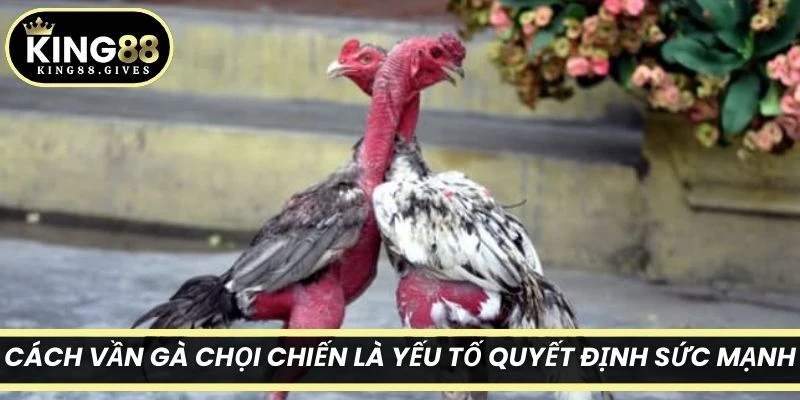 Cách vần gà chọi chiến là yếu tố quyết định sức mạnh, thi đấu của chiến kê
