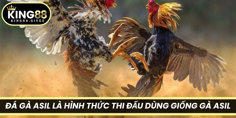 Đá gà ASIL là hình thức thi đấu dùng giống gà Asil, có nguồn gốc từ Ấn Độ
