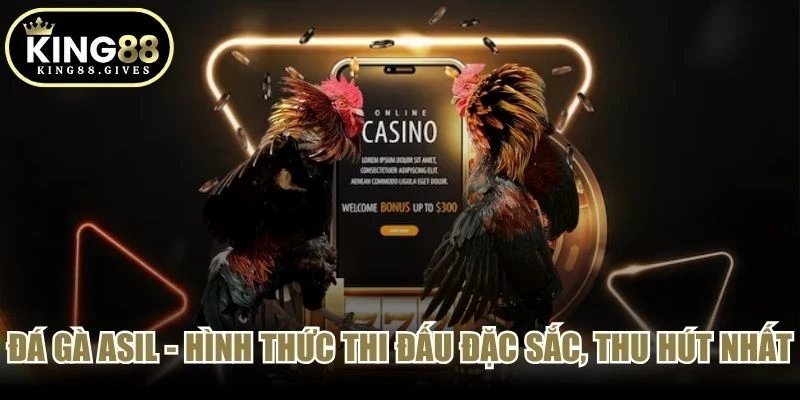 Đá gà ASIL