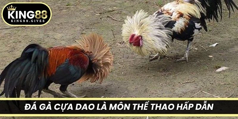Đá gà cựa dao là môn thể thao hấp dẫn, mang tính chiến thuật cao